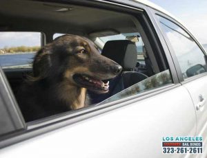 Driving with Pets Can Be Distracting